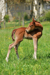 Obraz premium poulain