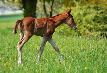 Fototapeta premium poulain
