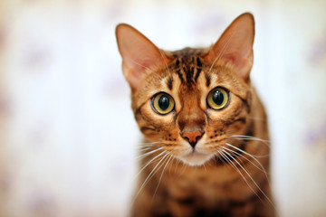 Bengal cat