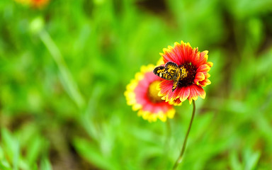 Butterfly's Blanket Flower