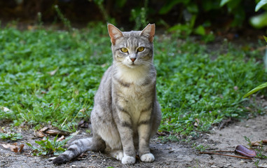 Kitten isolated on green grass, Cat standing