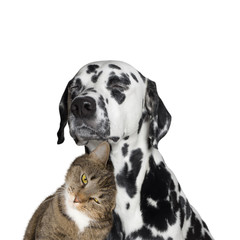 close friendship between a cat and a dog