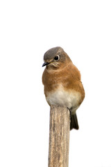 Eastern Bluebird (Sialia sialis) perched on a stump.