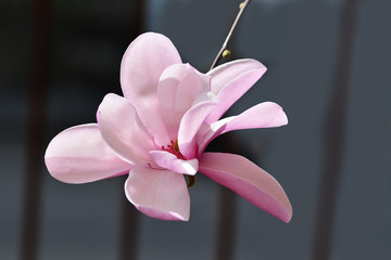 Pink magnolia closeup - Magnolia × soulangeana
