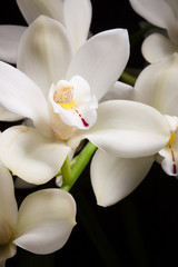 Fototapeta na wymiar Orchid flowers over black (Cymbidium sp)