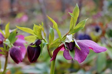 Christmas rose, Helleborus