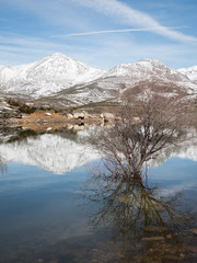 Fototapeta na wymiar Lonely tree in a lake in a mountain range