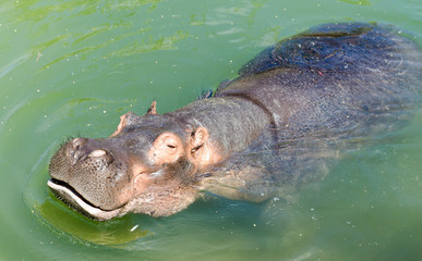 Fototapeta premium Hippopotamus in a river