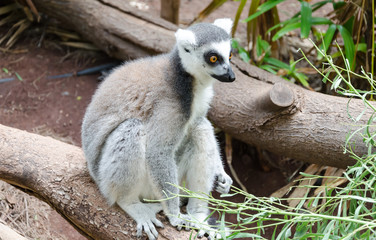 Cute lemur in a zoo
