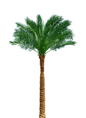 Palm tree on white