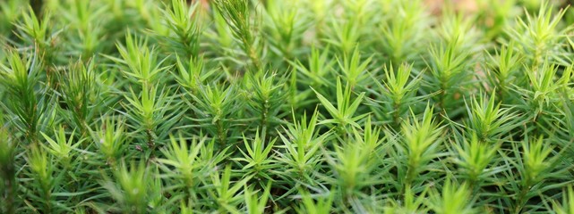 Forest floor covered with sedum grass