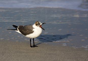 Laughing Gull (Larus atricilla) standing in sand with beak open.