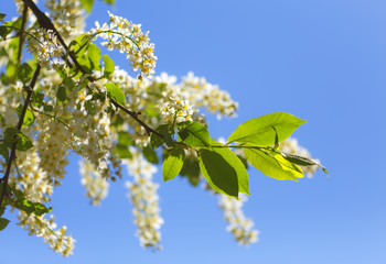 White spring bird-cherry tree blossoms.