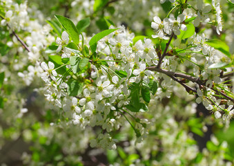 Vibrant spring cherry blossoms.