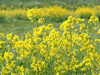 春のイメージ　菜の花