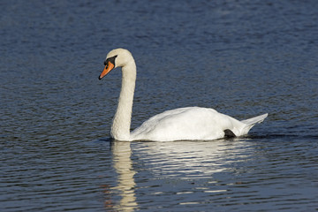 Mute Swan (Cygnus olor) gracefully floating in a clear blue lake.