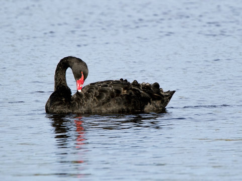 Black Swan (Cygnus aratus) taking flight out of a clear blue lake.