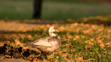 Muscovy Duck With Ducklings, Lake at The Hammocks, Kendall, Flor