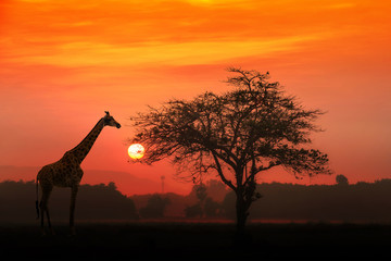 Red sunset with silhouetted African Acacia tree and a giraffe.
