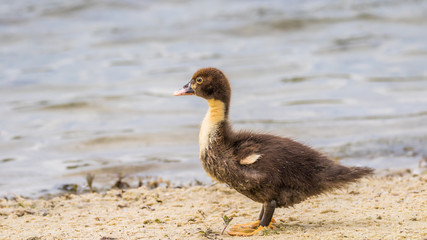 Muscovy Duckling, Lake at The Hammocks, Kendall, Florida