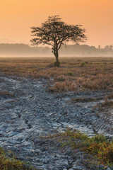 Fototapeta na wymiar Soil crack on dry field and alone tree with sunrise