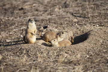 Two young prairie dogs (Cynomys ludovicianus) wait near the entrance to a burrow while an adult watches for danger