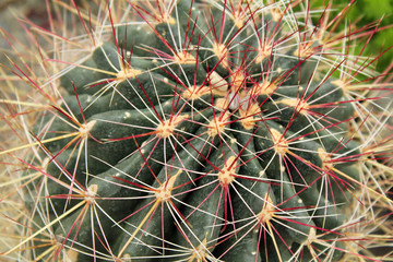 Naklejka na ściany i meble Closeup of a Barrel Cactus