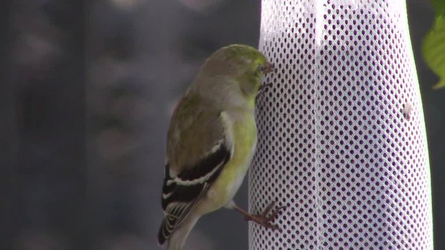 beautiful American goldfinch (Spinus tristis) at nyjer seed feeder