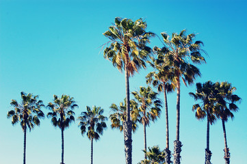 Palm trees at Santa Monica beach. Vintage post processed. Fashion, travel, summer, vacation and...