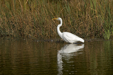 Great Egret (Casmerodius albus) wading in a shallow lake looking for food.