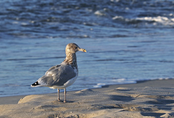 Herring Gull (Larus argentatus) facing the Atlantic Ocean at sunrise.