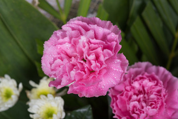 Obraz premium Carnations flower with water drop