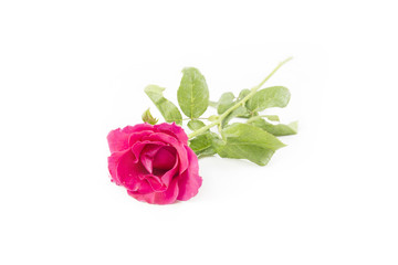 Pink Rose isolated on white background