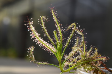 sundew carnivorous plant