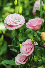 pink  lisianthus