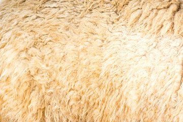 alpaga wool background