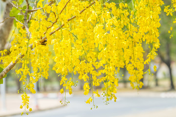Golden Shower Tree