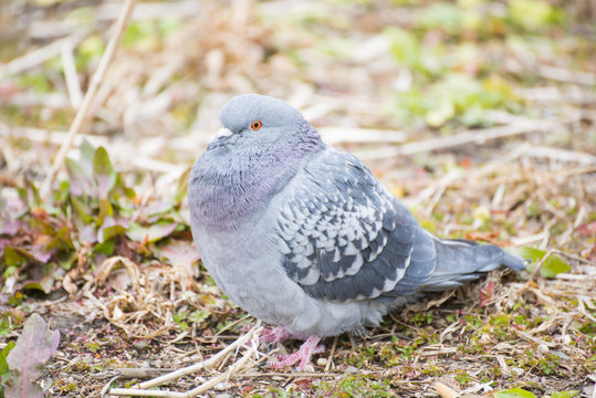 pigeon sitting on a grass