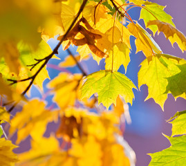 background with yellow and orange autumn leaves