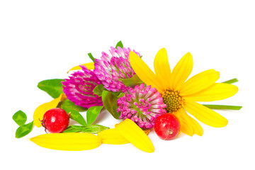 hawthorn, flowers and clover