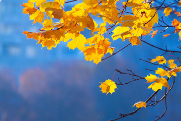  autumn branch maple
