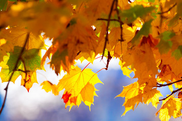 Maple branches with yellow leaves