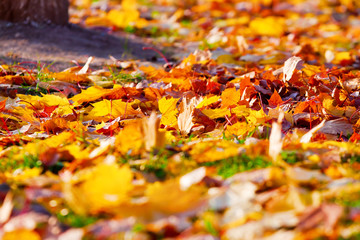 autumn leaves in the alley in the fall