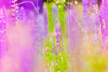 lupins and other meadow flowers