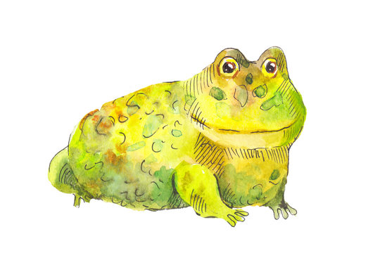 Yellow toad. Funnyyellow toad. Big frog in watercolor.