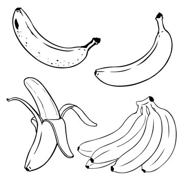 Vector Set of Line-Art Bananas. Overripe Banana, Single Banana , Peeled Banana, Bunch of Bananas.