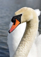 Fototapeta premium Swan on the lake