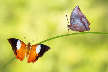Isolated Tawny Rajah butterfly on white