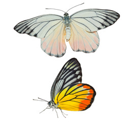 Isolated Painted Jezebel butterfly on white