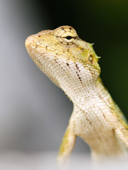 Looking down. Emma gray's forest lizard. Mauritius Island